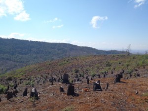 la déforestation à Madagascar Stop Population
