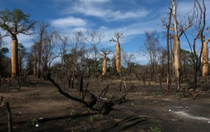 surpopulation : la déforestation à Madagascar