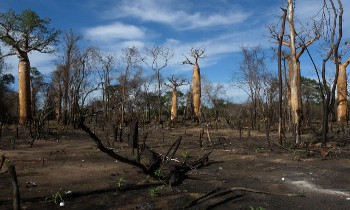 deforestation à Madagascar