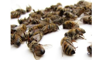 le declin des abeilles