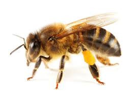Surpopulation mondiale et declin des abeilles