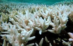 La disparition du corail Stop Population