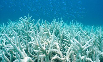 Stop-Population-La-disparition-du-corail-Blanchiment