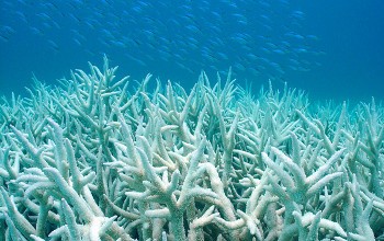 Stop-Population-La-disparition-du-corail-Blanchiment