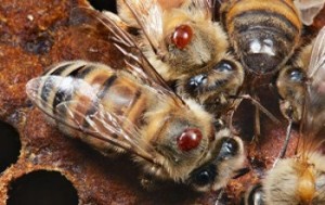 le declin des abeilleset le varroa