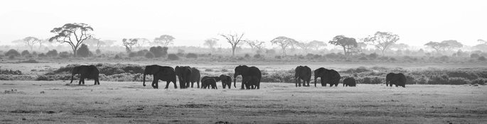 Surpopulation mondiale et disparition des espèces