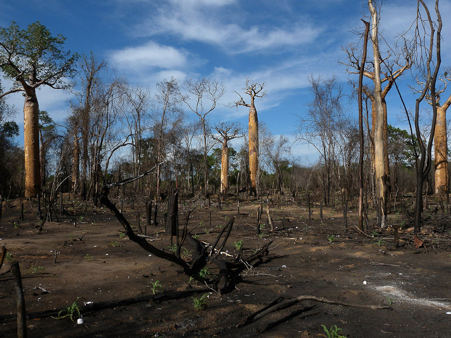 surpopulation-mondiale-madagascar-morondava.